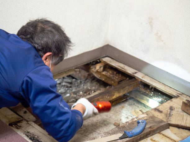 Mold Removal Process in Andrews, IN