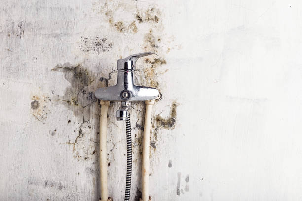 Best Home Mold Removal  in Andrews, IN