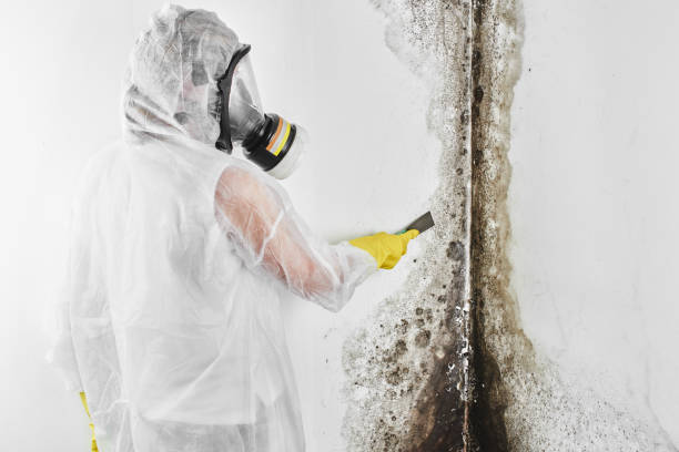 Best Mold Remediation  in Andrews, IN