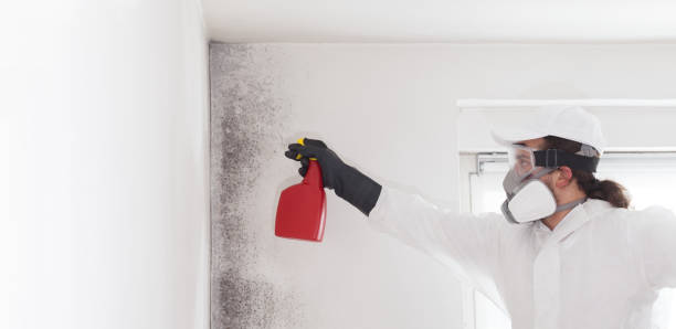 Best Mold Damage Repair  in Andrews, IN