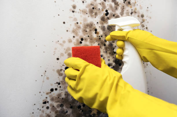 Attic Mold Removal in Andrews, IN