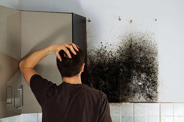 Best Affordable Mold Removal  in Andrews, IN