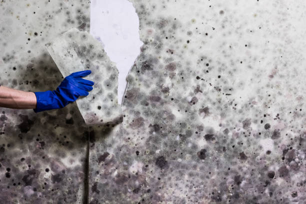 Mold Testing and Removal in Andrews, IN