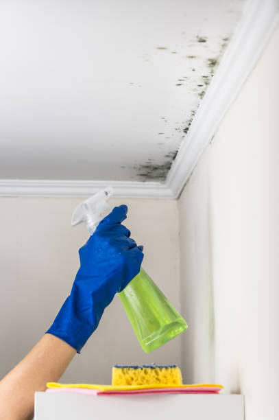 Best Mold Inspection  in Andrews, IN