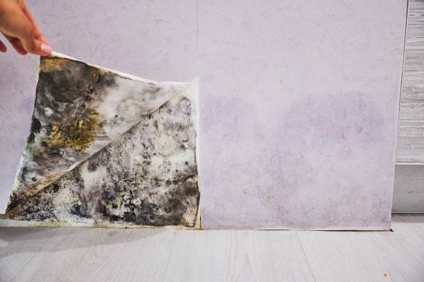 Best Local Mold Removal Service  in Andrews, IN